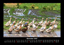 Enten Fotokalender 2027 - 11