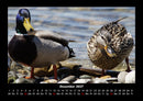 Enten Fotokalender 2027 - 12