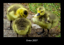 Enten Fotokalender 2027 - Hauptbild