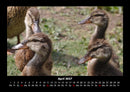 Enten Fotokalender 2027 - 4