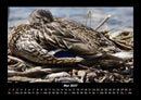 Enten Fotokalender 2027 - 5
