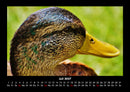Enten Fotokalender 2027 - 7