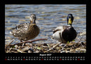 Enten Fotokalender 2027 - 8