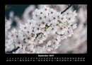 Blumenkalender Fotokalender 2027 - 9