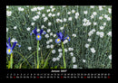 Blumenkalender Fotokalender 2027 - 1