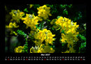 Blumenkalender Fotokalender 2027 - 5