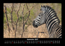 Zebrazauber Fotokalender 2027 - 9