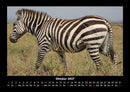 Zebrazauber Fotokalender 2027 - 10