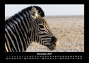Zebrazauber Fotokalender 2027 - 11