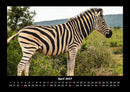 Zebrazauber Fotokalender 2027 - 4