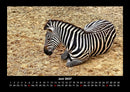 Zebrazauber Fotokalender 2027 - 6
