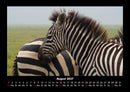 Zebrazauber Fotokalender 2027 - 8