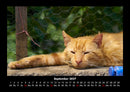 Katzen Fotokalender 2027 - 9