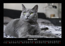 Katzen Fotokalender 2027 - 10