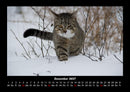 Katzen Fotokalender 2027 - 12