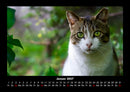 Katzen Fotokalender 2027 - 1