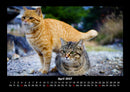 Katzen Fotokalender 2027 - 4