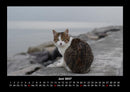 Katzen Fotokalender 2027 - 6
