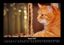 Katzen Fotokalender 2027 - 8