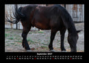 Pferdegeflüster Fotokalender 2027 - 9