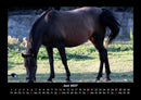 Pferdegeflüster Fotokalender 2027 - 6