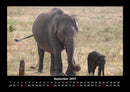 Elefanten Fotokalender 2027 - 9