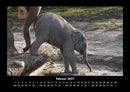 Elefanten Fotokalender 2027 - 2