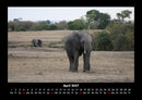 Elefanten Fotokalender 2027 - 4