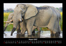 Elefanten Fotokalender 2027 - 8