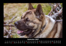 Hunde Kalender Fotokalender 2027 - 9