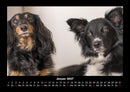 Hunde Kalender Fotokalender 2027 - 1