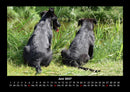 Hunde Kalender Fotokalender 2027 - 6
