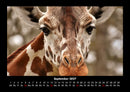 Giraffen Fotokalender 2027 - 9
