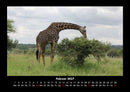 Giraffen Fotokalender 2027 - 2