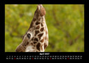Giraffen Fotokalender 2027 - 4