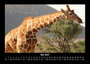 Giraffen Fotokalender 2027 - 5
