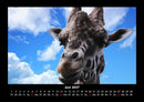 Giraffen Fotokalender 2027 - 6