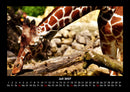 Giraffen Fotokalender 2027 - 7