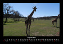 Giraffen Fotokalender 2027 - 8