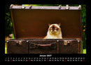 Für Katzenfreunde Fotokalender 2027 - 1