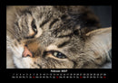 Für Katzenfreunde Fotokalender 2027 - 2