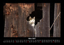 Für Katzenfreunde Fotokalender 2027 - 3
