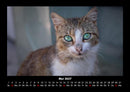 Für Katzenfreunde Fotokalender 2027 - 5