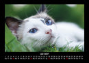 Für Katzenfreunde Fotokalender 2027 - 7