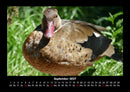 Enten Fotokalender 2027 - 9