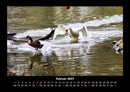 Enten Fotokalender 2027 - 2