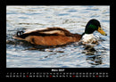 Enten Fotokalender 2027 - 3
