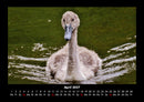 Enten Fotokalender 2027 - 4