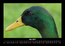 Enten Fotokalender 2027 - 5
