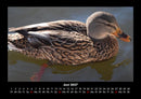 Enten Fotokalender 2027 - 6